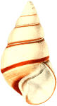 Sea shell 28